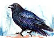 http://images.fineartamerica.com/images-medium-large-5/raven-resting--bird-art-watercolor-tiberiu-soos.jpg