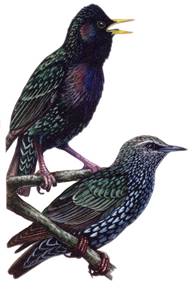 сканирование0029