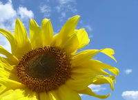 Подсолнечник - цветок солнца (история)