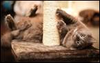Когтеточки для кошек своими руками: поможем кошке и спасем мебель - Kot-Pes  ' Кошки '
