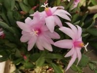 rhipsalidopsis rosea
