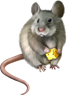 http://webiconspng.com/wp-content/uploads/2017/09/Rat-Mouse-PNG-Image-61018.png