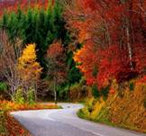 https://img2.fonwall.ru/o/kn/autumn-colorful-fall-forest.jpeg