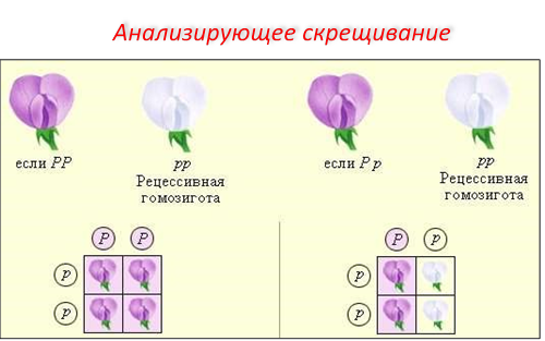 Определи генотип исследуемой особи. Анализирующее скрещивание. Анализирующее скрещивание это в биологии. Скрещивание цветов шаблон. Анализирующее скрещивание буквы.