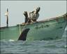 Whale sharks are hooked by fishermen