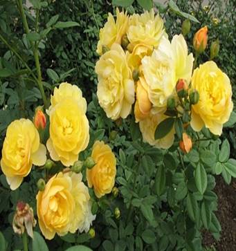 Желтая роза Graham Thomas