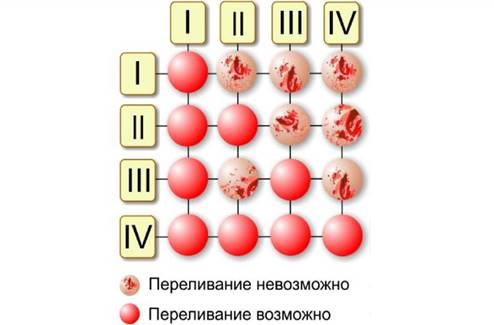 Схема оценки фагоцитирующих клеток крови иммунология