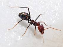 Картинки по запросу фото муравья крупным планом