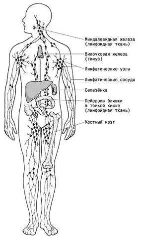 Иммунная система рисунок