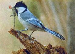 сканирование0092