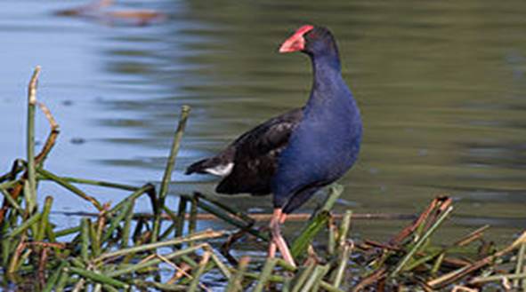 Purple Swamphen - Pukeko.jpg