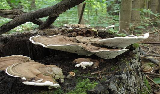 http://mycoweb.narod.ru/fungi/Submitted/ODG/ODG1_Ganoderma_applanatum_13_STV_20080720.jpg