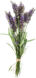 https://www.garden.store.bg/ctimg/3739/lavandula.jpg