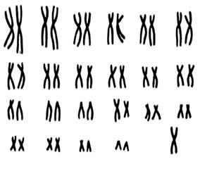 Кариограмма это. Кариограмма хромосом х0. Кариограмма 550 бендов. Кариограмма хромосом здорового человека. Кариограмма 5.
