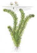 http://www.aquabubulle.free.fr/retoucher/annexe/les%20plantes/egeria%20densas.jpg