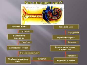 Схема проведения звуковой волны