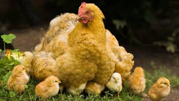 https://assets-a1.kompasiana.com/items/album/2015/11/07/chicken-summer-family-animals-ultra-3840x2160-hd-wallpaper-276407-563daed86e7e619907ebc4ca.jpg