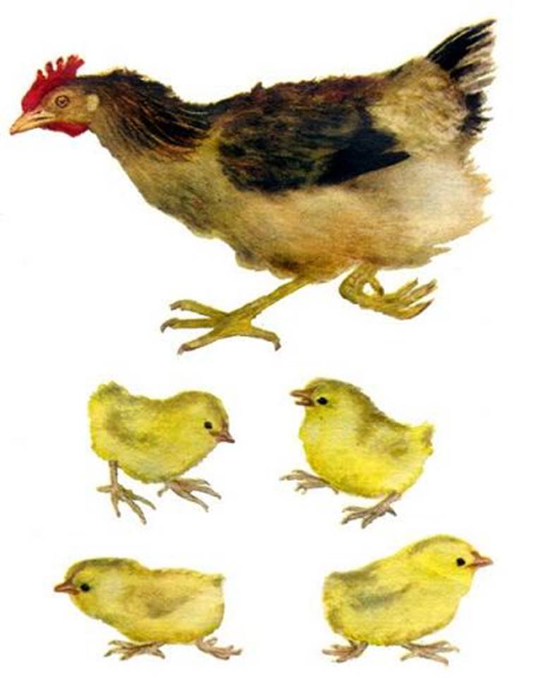 Курица.jpg