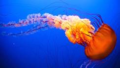 http://teencollective.me/wp-content/uploads/2018/04/blue-jellyfish-cool-things-you-know-about-explore-awesome-activities-fun-facts-kids-sting-treatment.jpg