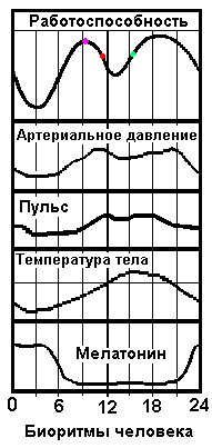 Циркадианные биоритмы человека - графики периодов работоспособности, пульса (ЧСС), температуры тела, арт.давления, по часам, их время в течение суток