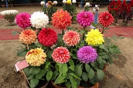 https://c.wallhere.com/photos/3e/ae/dahlias_flowers_pots_different_exhibition-705705.jpg!d