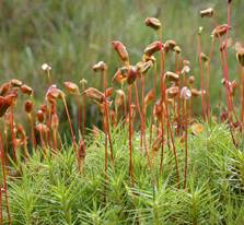 https://blog-travushka.ru/wp-content/uploads/2016/01/Polytrichum1.jpg