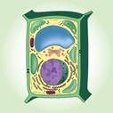 https://media.istockphoto.com/vectors/crosssection-of-plant-cell-on-green-background-structure-biology-vector-id691252232?k=6&m=691252232&s=612x612&w=0&h=xJjdmCocKI-Wf1vJs1fcwA5M0ixxvKmGSV1tqud3MEI=