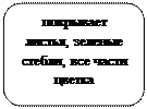 Скругленный прямоугольник: покрывает листья, зеленые стебли, все части цветка