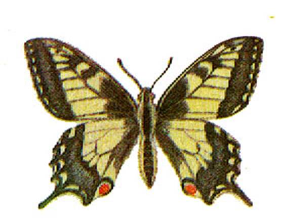 papilio_machaon.