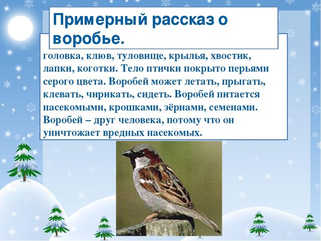 Воробей – зимующая птица. У него есть головка, клюв, туловище, крылья, хвости...