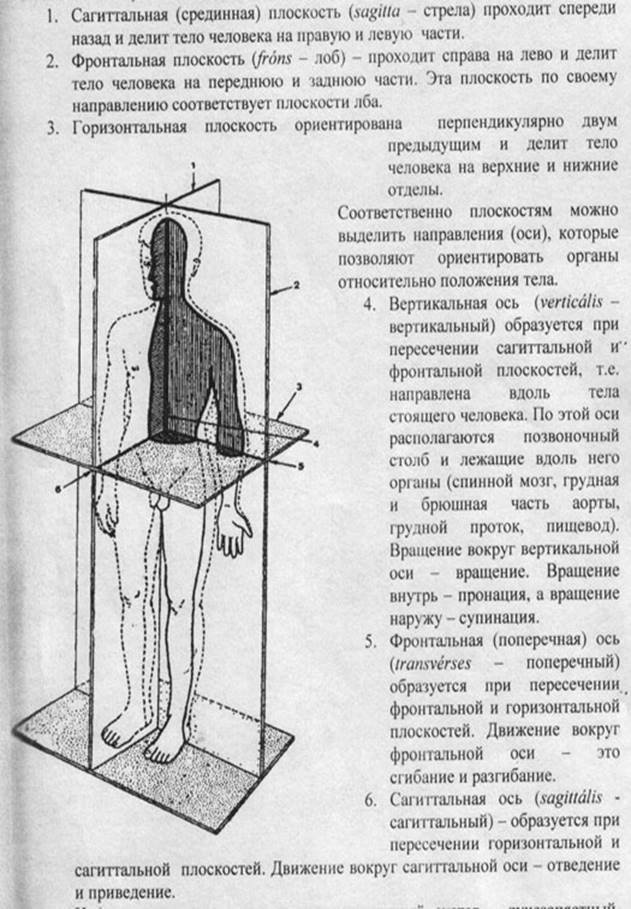 Схема осей и плоскостей в теле человека