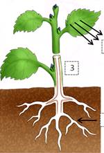 Заполните схему механизм движения воды по растению