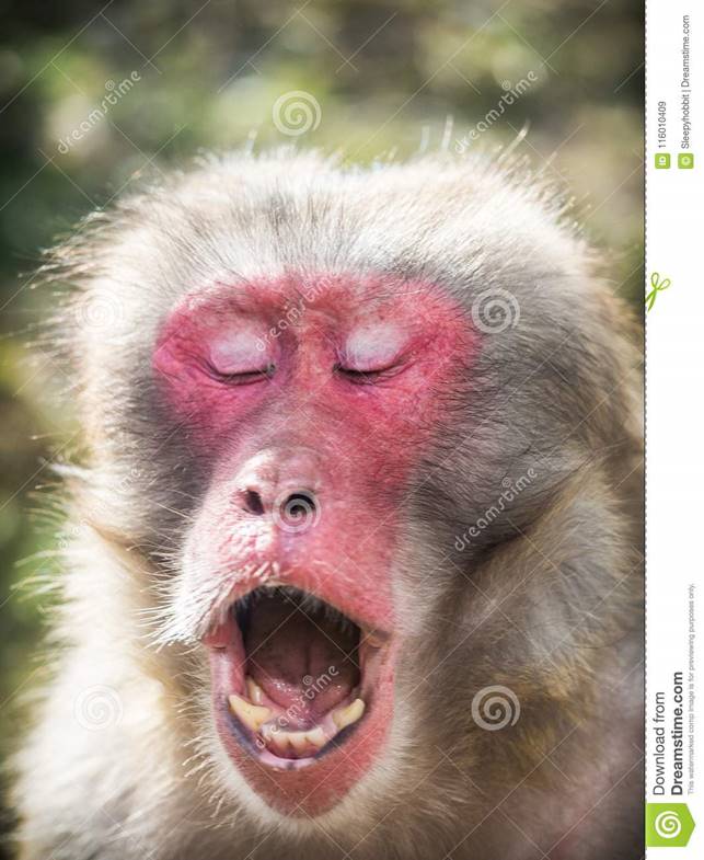 Japanese Macaque Macaca Fuscata Portrait Of A Face Stock Image - Image of  hair, portrait: 116010409