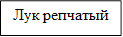 Лук репчатый