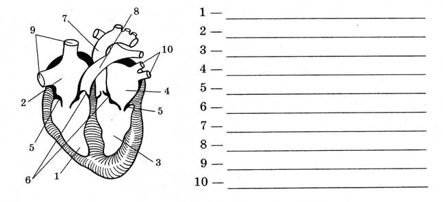 Строение сердца тест рисунок