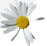 https://e7.pngegg.com/pngimages/801/40/png-clipart-chamomile-chamomile-image-file-formats-annual-plant.png