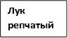 Лук репчатый