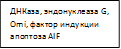 ДНКаза, эндонуклеаза G, Omi, фактор индукции апоптоза AIF