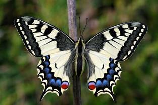File:Papilio Machaon imago 01.jpeg - Wikimedia Commons