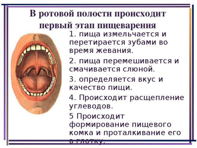 В ротовой полости происходит первый этап пищеварения 1. пища измельчается и перетирается зубами во время жевания. 2. пища перемешивается и смачивается слюной. 3. определяется вкус и качество пищи. 4. Происходит расщепление углеводов. 5 Происходит формирование пищевого комка и проталкивание его в глотку.