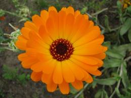 https://upload.wikimedia.org/wikipedia/commons/1/15/Flower-IMG_0314.JPG