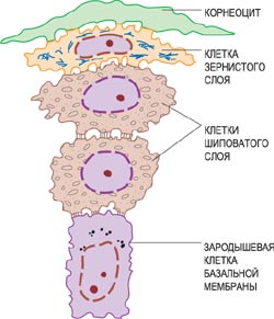 клетки эпидермиса