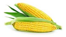 Семена овощей, купить оптом и в розницу. Садовита.