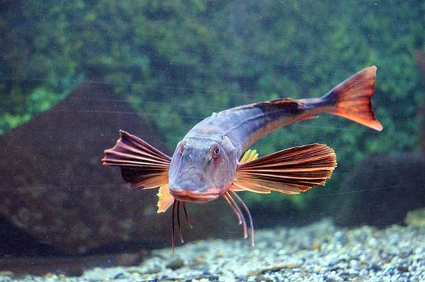Летающая рыбка