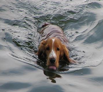 http://www.englishexercises.org/makeagame/my_documents/my_pictures/2012/oct/52D_swimming_dog_bgiu.jpg