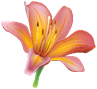 Lily_Flower_PNG_Clipart-166.png (3000Ã—2744)