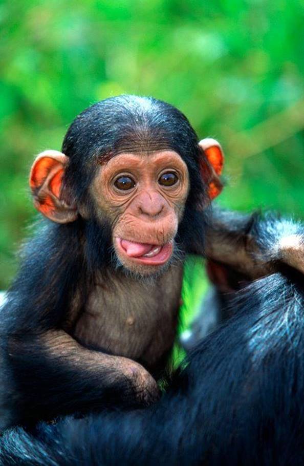 Baby chimpanzee! They are so adorable and cute! (With images) | Cute  animals, Cute baby animals, Baby chimpanzee