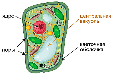 https://static-interneturok.cdnvideo.ru/content/static_image/363267/content_a91f18e46760e6af86c0fa023b8d2729.png