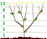 http://berg.com.ua/wp-content/fibonacci-branches.gif