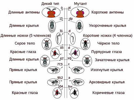 https://fsd.videouroki.net/products/conspekty/bio9/25-sceplennoe-nasledovanie-priznakov-hromosomnaya-teoriya-nasledstvennosti.files/image011.jpg